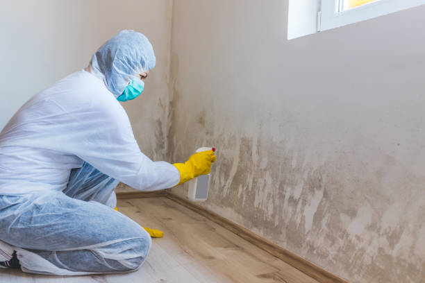 Best Emergency Mold Remediation  in Bidwell, OH