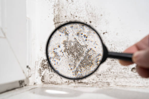 Why You Should Choose Our Mold Remediation Services in Bidwell, OH